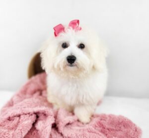 Happiness Is Pets Bichon Frise puppy available