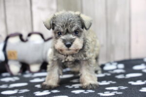 Miniature Schnauzer puppy