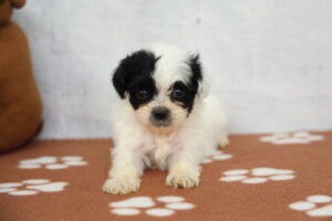 ShihPoo puppy