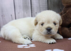 French Bull-Apso puppy