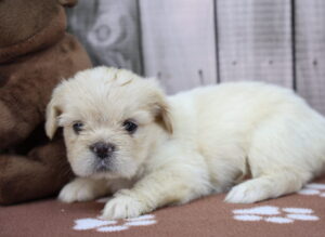 French Bull-Apso puppy