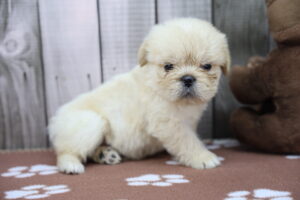 French Bull-Apso puppy