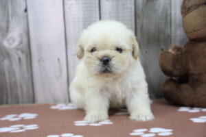 French Bull-Apso puppy