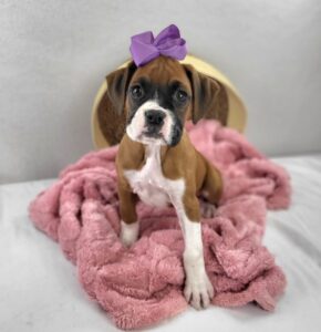 Happiness Is Pets Boxer puppy available