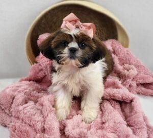 Shih Tzu puppy