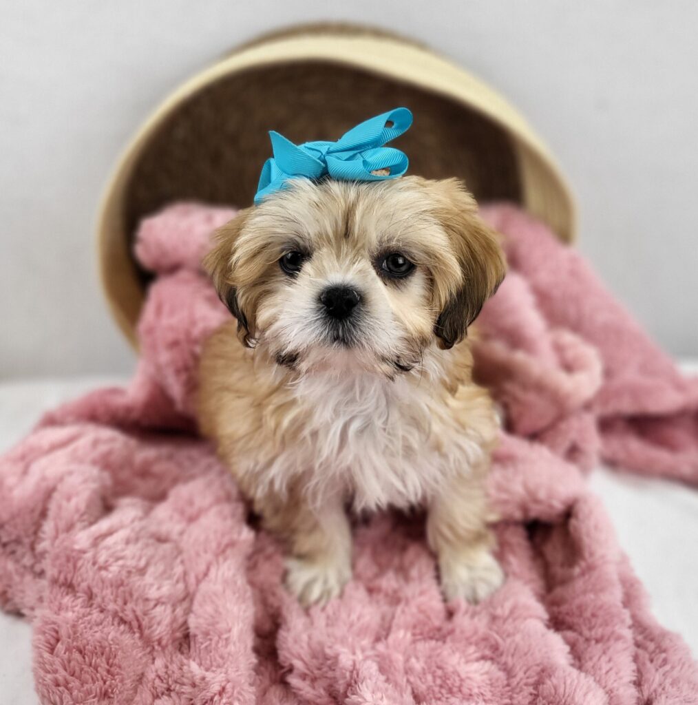 Lhasa Apso