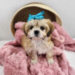 Happiness Is Pets Lhasa Apso puppy available