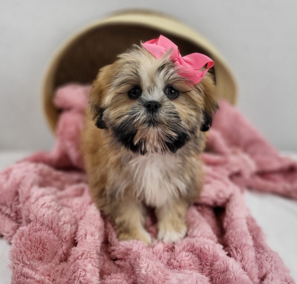 Sweetpea 2