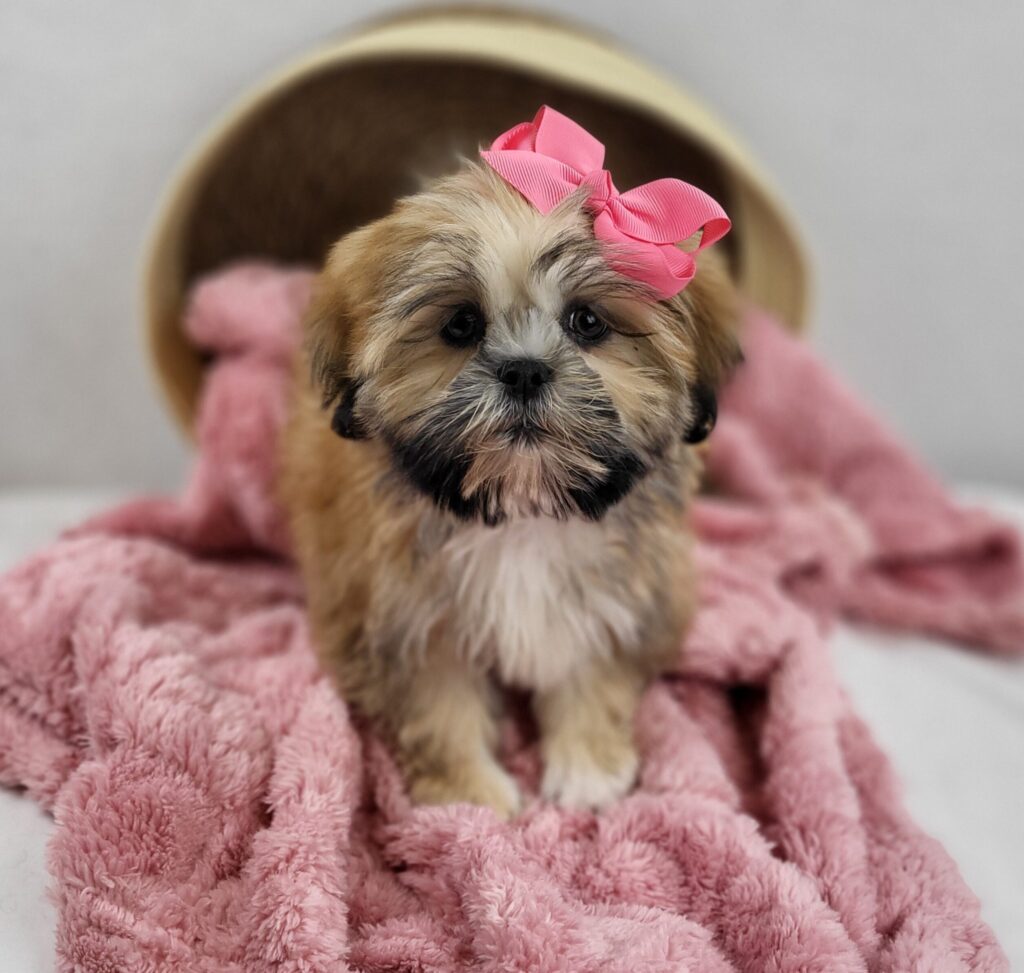 Sweetpea