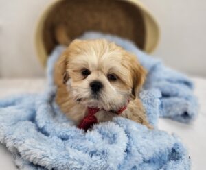Happiness Is Pets Lhasa Apso puppy available