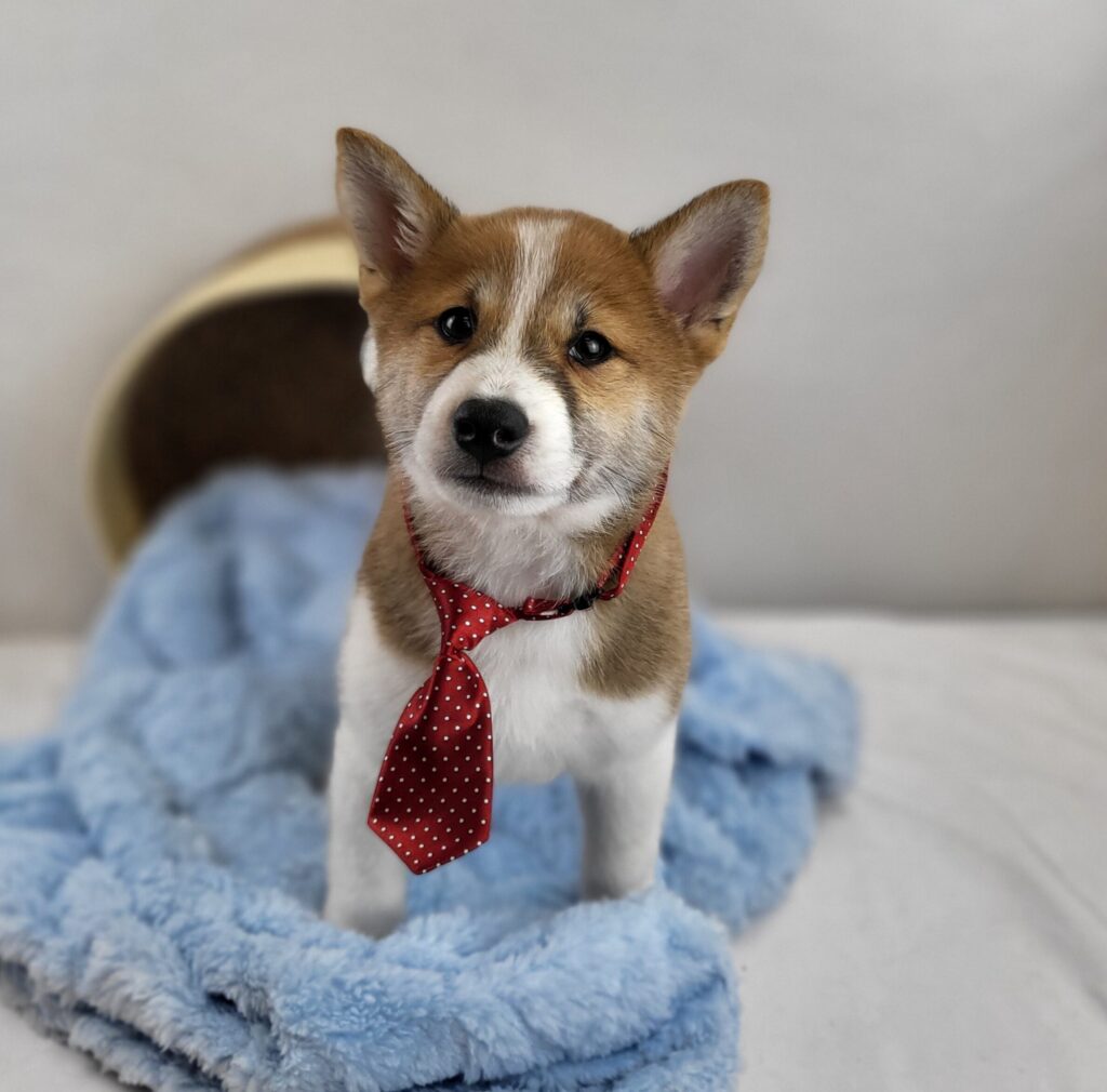 Bruno