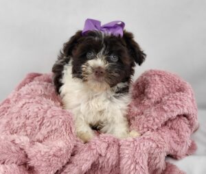Happiness Is Pets Havanese puppy available