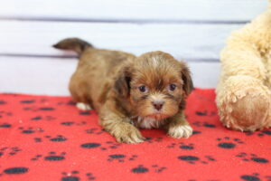 Teddy Apso puppy