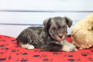 Miniature Schnauzer puppy