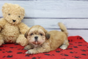 Lhasa Apso puppy