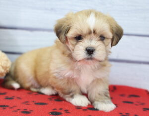 Lhasa Apso puppy
