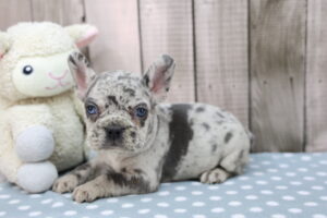 French Bulldog puppy