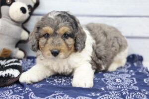 Miniature Bernadoodle puppy