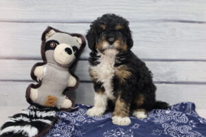 Miniature Bernadoodle puppy