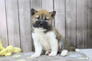 Shiba Inu puppy