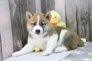 Shiba Inu puppy