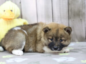 Shiba Inu puppy