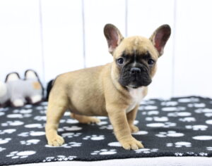 French Bulldog puppy