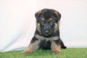 German Shepherd Dog puppy