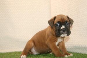 Boxer puppy