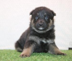 German Shepherd Dog puppy