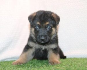 German Shepherd Dog puppy
