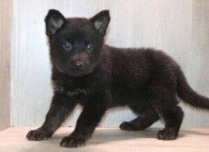 German Shepherd Dog puppy