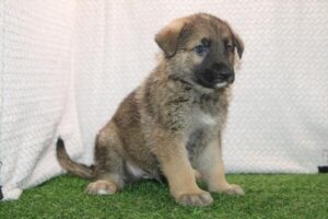 German Shepherd Dog puppy
