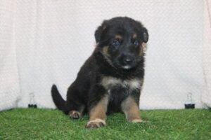 German Shepherd Dog puppy