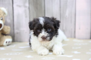 Havanese puppy