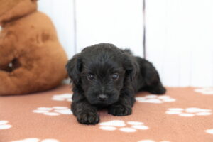 Yorkie Poo puppy