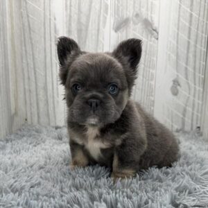 French Bulldog puppy
