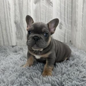 French Bulldog puppy