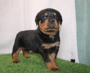 Rottweiler puppy