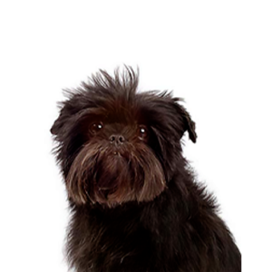 Happiness Is Pets Affenpinscher
