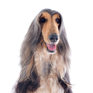 Happiness Is Pets Afghan Hound