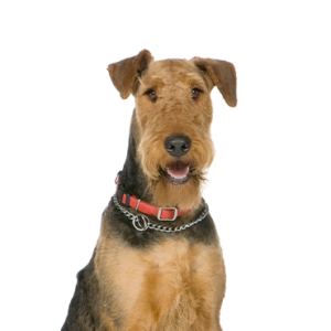 Happiness Is Pets Airedale Terrier