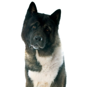 Happiness Is Pets Akita