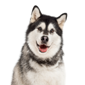 Happiness Is Pets Alaskan Malamute