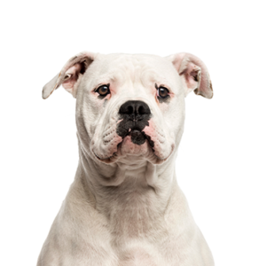 Happiness Is Pets American Bulldog
