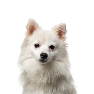 Happiness Is Pets American Eskimo