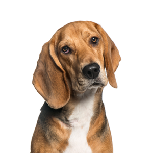 Happiness Is Pets American Foxhound