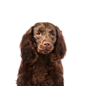 Happiness Is Pets American Water Spaniel