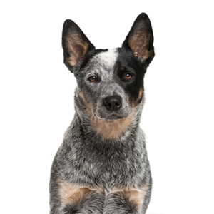 Happiness Is Pets Australian Cattle Dog