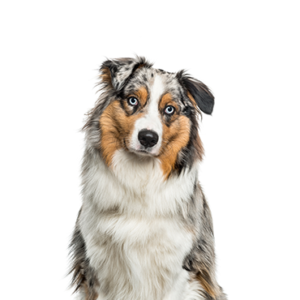 Happiness Is Pets Australian Shepherd